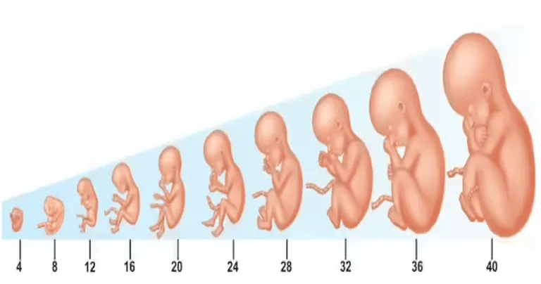 Groei van de baby